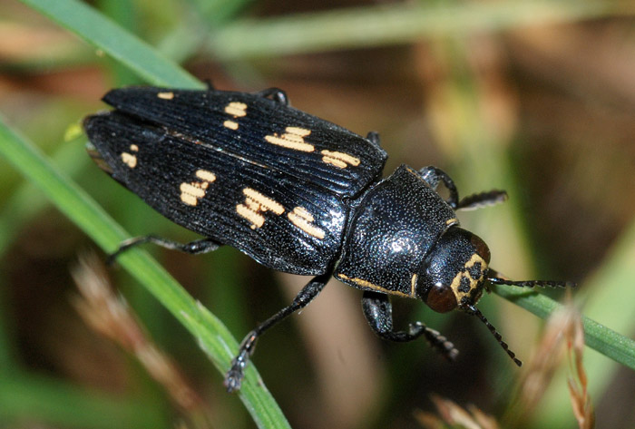 Buprestis novemmaculata